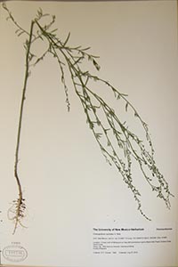 Herbarium sheet of UNM 124786